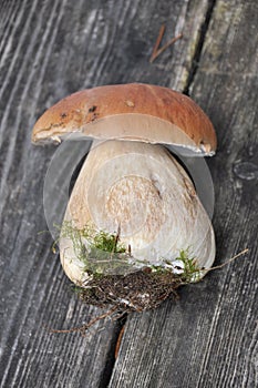 King Boletus Edulis Mushroom