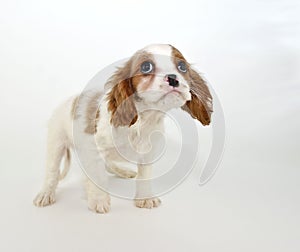 King Cavalier Puppy