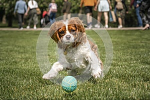King Charles Cavalier Dog jumping after a ball all paws up