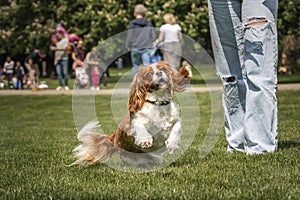 King Charles Cavalier Dog jumping looking crazy from his owner