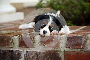 King Charles Cavalier Puppy