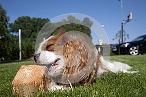 King Charles Cavalier Spaniel chewing the wood cube