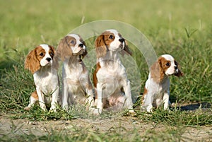 King charles spaniel