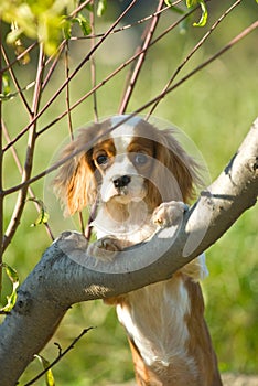 King charles spaniel