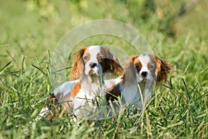 King charles spaniel