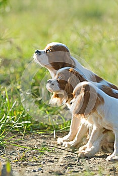 King charles spaniel