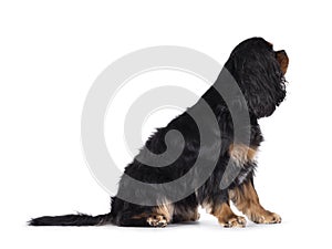 King Charles Spaniel dog on white background