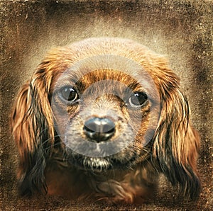 King Charles Spaniel - Head Portrait on Grungy Background