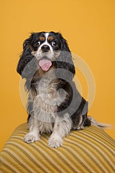 King Charles spaniel looking at the camera sitting on a yellow classic poof with mouth open on a yellow background