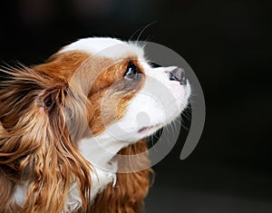 King Charles spaniel portrait