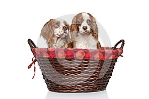 King Charles spaniel puppies in wicker basket
