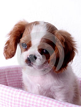 King Charles Spaniel Puppy