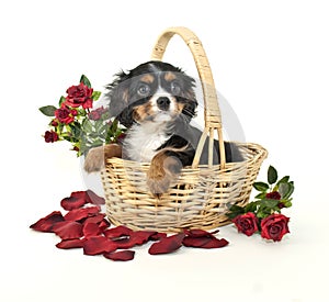 King Charles Spaniel Puppy