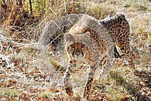 King cheetah