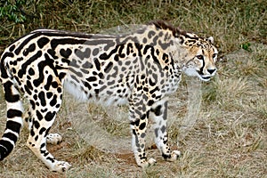 King Cheetah.