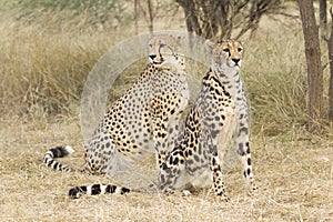 King Cheetah and Cheetah, South Africa