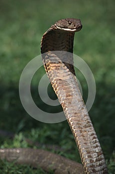 King cobra