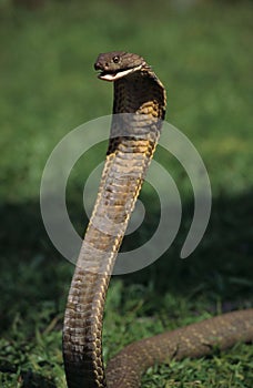 King cobra
