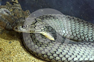 King Cobra