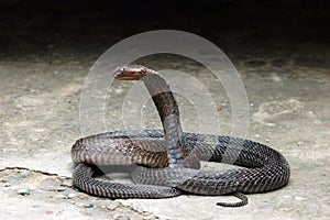 King Cobra photo