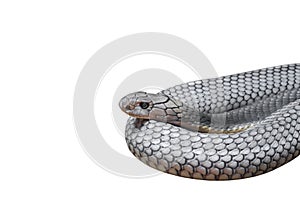 King Cobra Coiled Isolated on White Background, Clipping Path