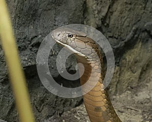 King Cobra at the Dallas City Zoo in Texas. photo