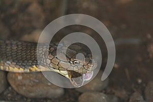 King cobra eating rat snake