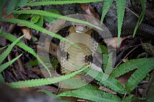 King Cobra in Ferns