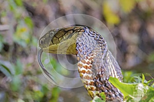 King Cobra with flicking tongue