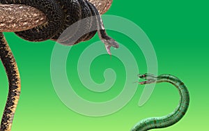 King cobra and green snake fighting and attacking 3D rendered model