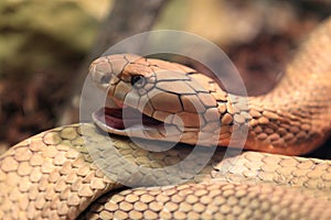 King cobra