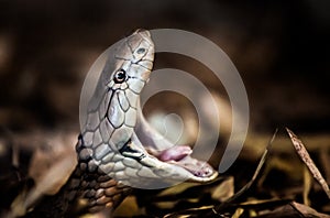 King cobra