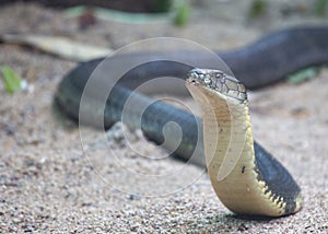 King Cobra Ophiophagus hannah