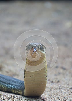 King Cobra Ophiophagus hannah