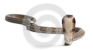 King cobra - Ophiophagus hannah photo