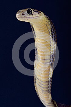 King cobra / Ophiophagus hannah