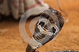 King Cobra (Ophiophagus hannah)