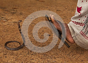 King Cobra (Ophiophagus hannah)