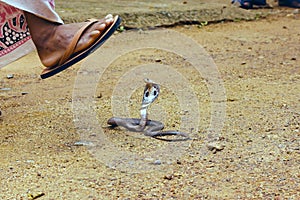 King Cobra Ophiophagus hannah