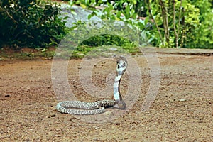 King Cobra Ophiophagus hannah