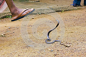 King Cobra Ophiophagus hannah
