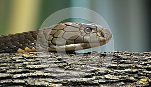 King Cobra - Ophiophagus hannah