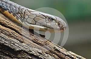 King Cobra Ophiophagus hannah