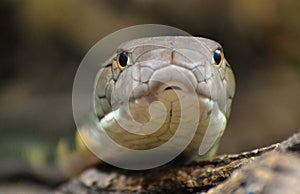 King Cobra Ophiophagus hannah