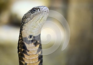 King cobra Ophiophagus hannah