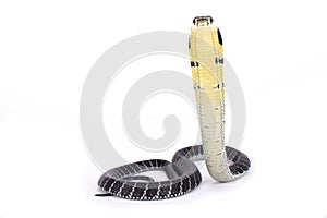 King cobra, Ophiophagus hannah
