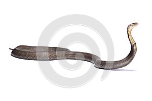 King cobra, Ophiophagus hannah