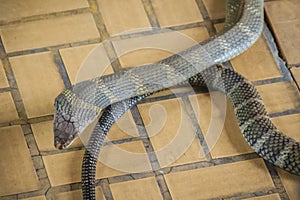 The king cobra (Ophiophagus hannah), also known as hamadryad, is