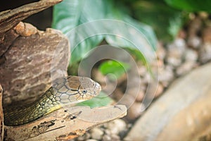 The king cobra (Ophiophagus hannah), also known as hamadryad, is