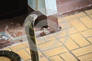 The king cobra (Ophiophagus hannah), also known as hamadryad, is